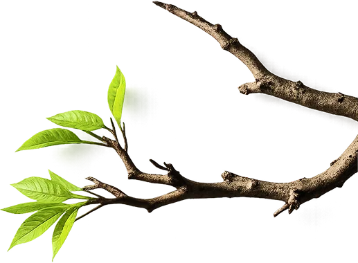 right_branch